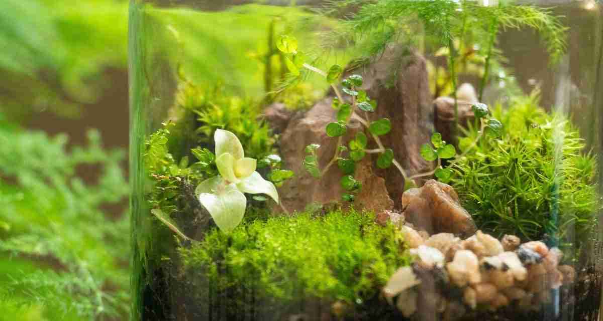 5 easy terrarium plants for beginners