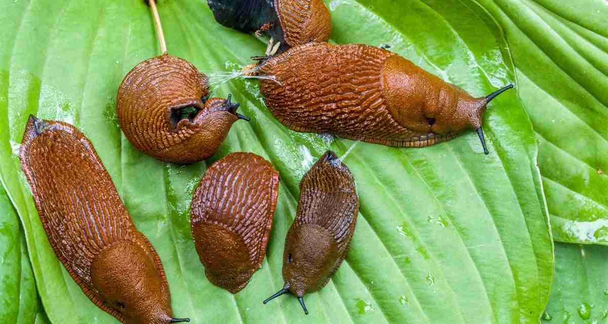 Why it’s been a bumper year for slugs, snails and other garden pests