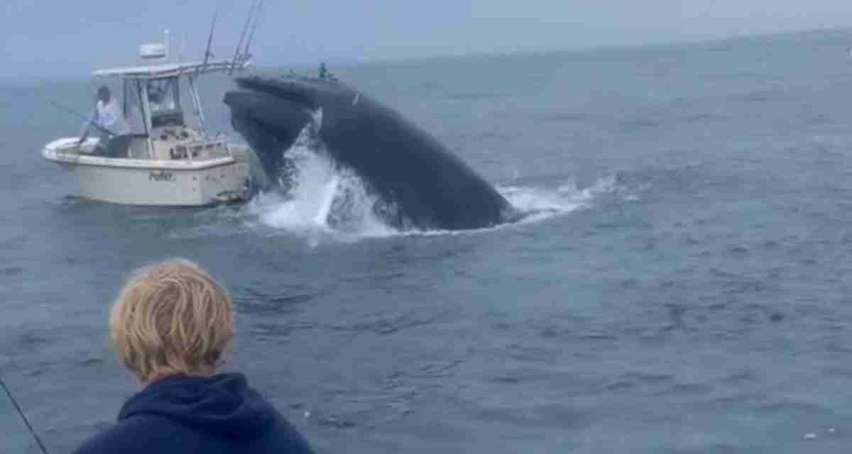 Watch: Breaching whale capsizes boat after landing on top of it in Portsmouth Harbor