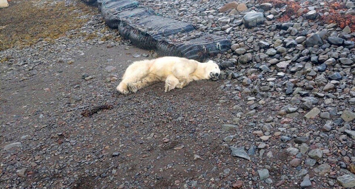 Rare polar bear shows up on the shores of Iceland – police shoot it